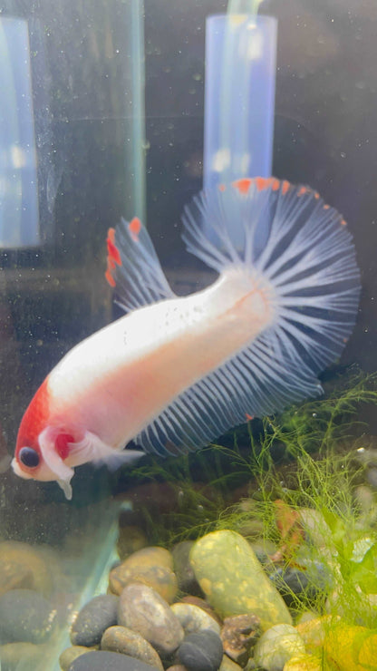 Tancho Male Betta Fish