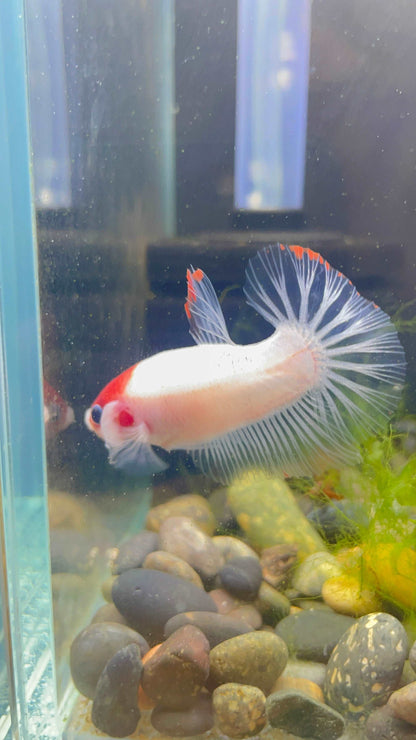 Tancho Male Betta Fish