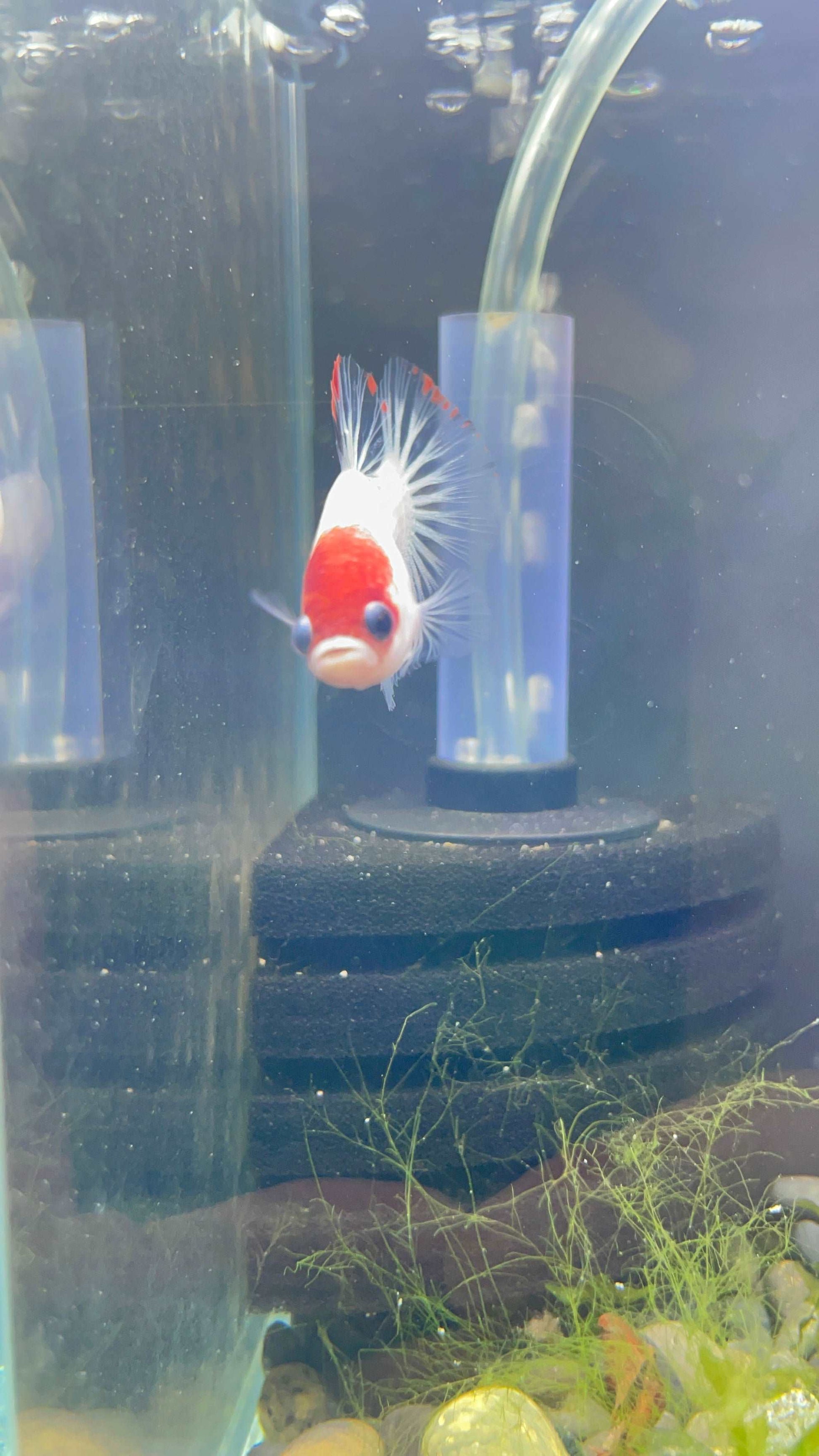 Tancho Male Betta Fish