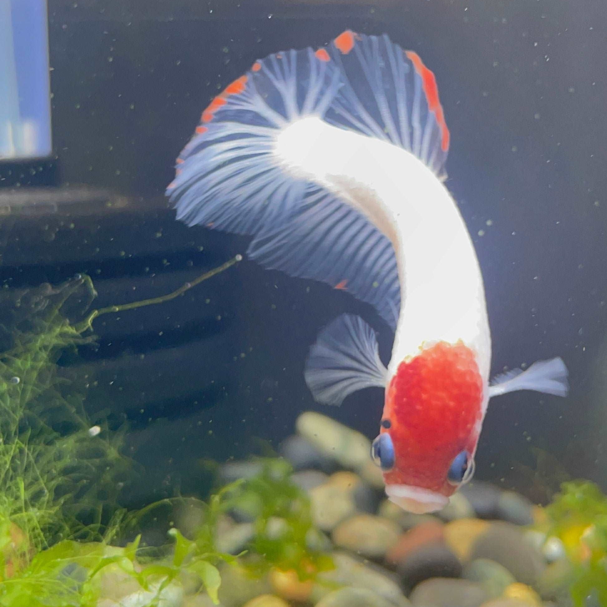 Tancho Male Betta Fish