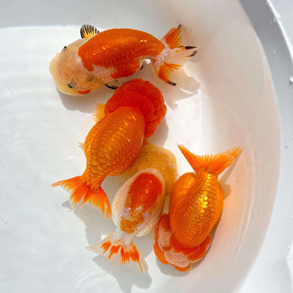 Red And White Double Chin Chubby Face Ranchu Goldfish | Grower Pick