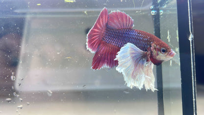 Dumbo Lavender Plakat Male Betta Fish