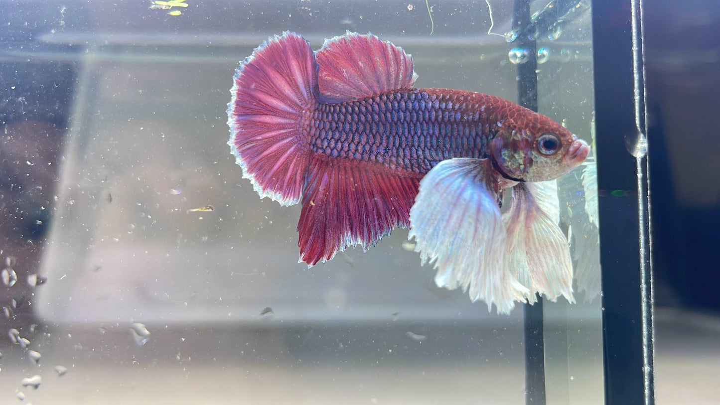 Dumbo Lavender Plakat Male Betta Fish