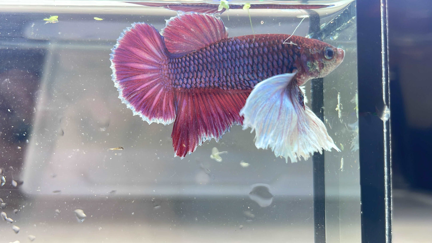 Dumbo Lavender Plakat Male Betta Fish