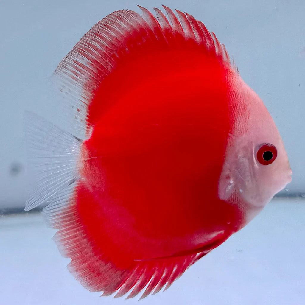 Red Melon Discus Fish