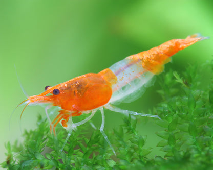 Orange Rili Neocaridina Shrimp