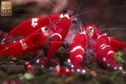 Santa Caridina Shrimp