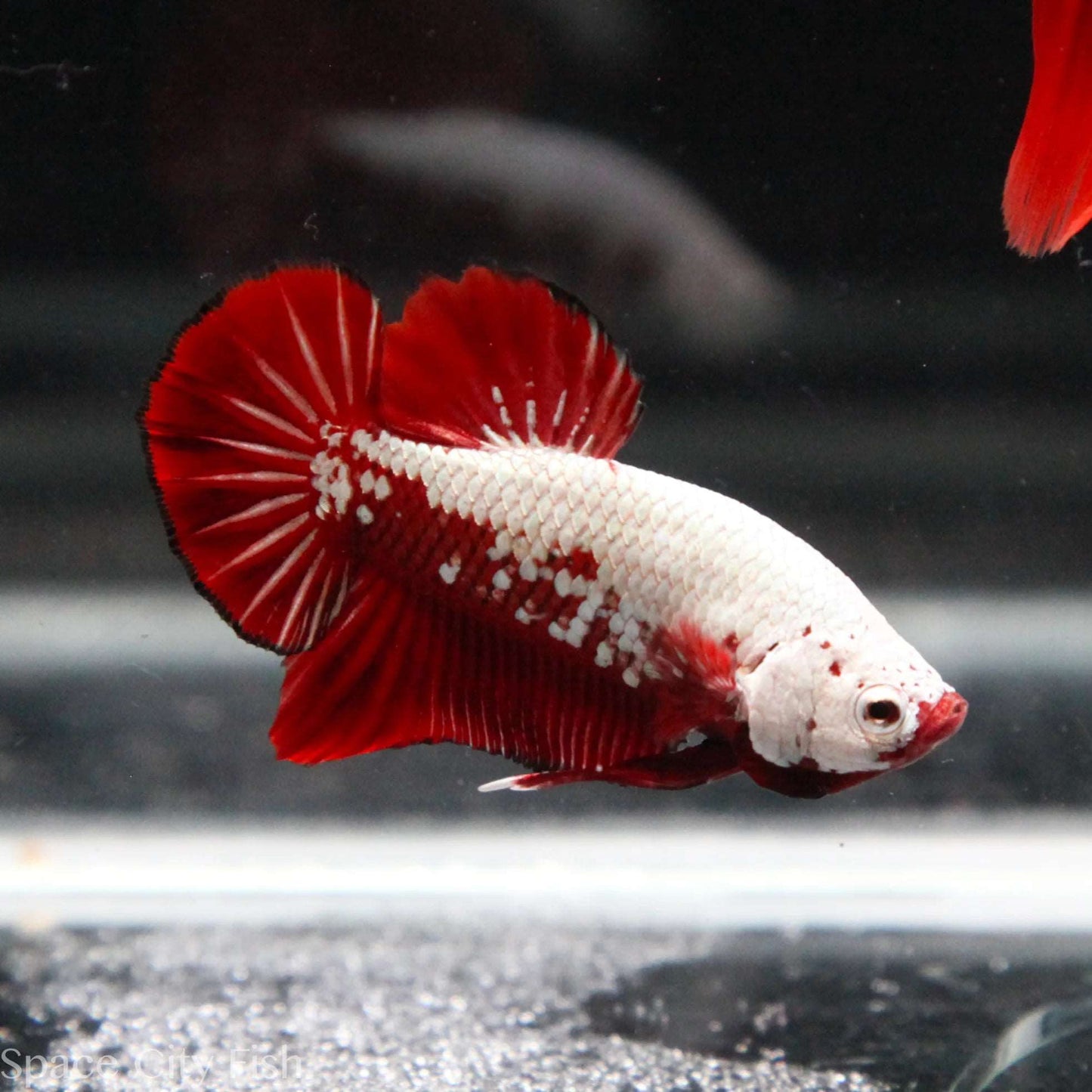 Red Samurai Plakat Male Betta Fish