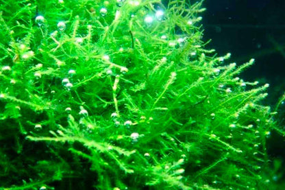 Java Moss