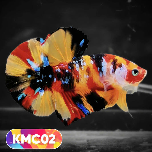 Multicolor Yellow Base Plakat Male Betta Fish | Order Directly From Farm |  You Pick Fish