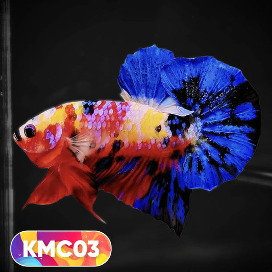Multicolor Yellow Base Plakat Male Betta Fish | Order Directly From Farm |  You Pick Fish