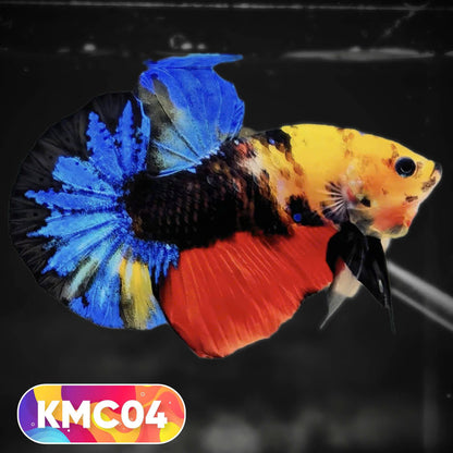 Multicolor Yellow Base Plakat Male Betta Fish | Order Directly From Farm |  You Pick Fish
