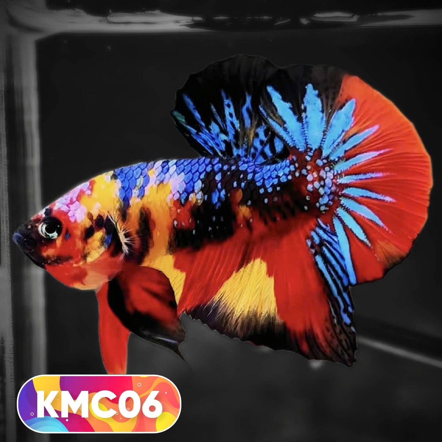 Multicolor Yellow Base Plakat Male Betta Fish | Order Directly From Farm |  You Pick Fish