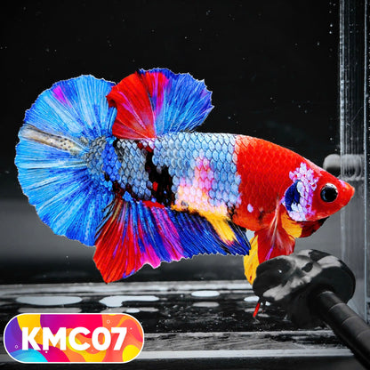 Multicolor Yellow Base Plakat Male Betta Fish | Order Directly From Farm |  You Pick Fish