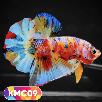 Multicolor Yellow Base Plakat Male Betta Fish | Order Directly From Farm |  You Pick Fish