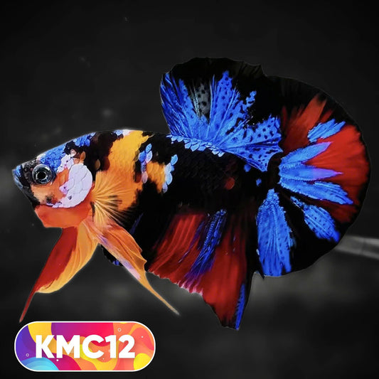 Multicolor Yellow Base Plakat Male Betta Fish | Order Directly From Farm |  You Pick Fish