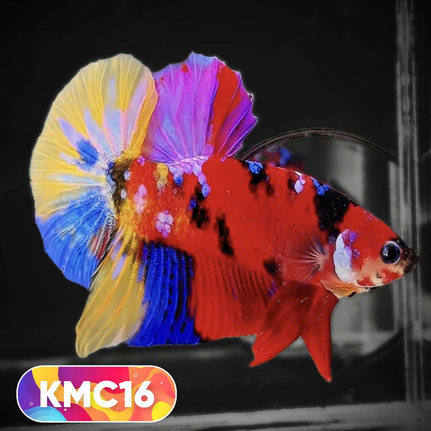Multicolor Yellow Base Plakat Male Betta Fish | Order Directly From Farm |  You Pick Fish