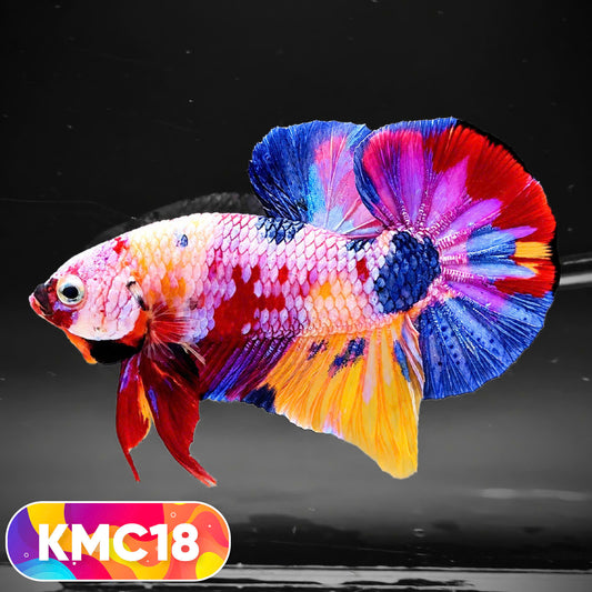 Multicolor Yellow Base Plakat Male Betta Fish | Order Directly From Farm |  You Pick Fish