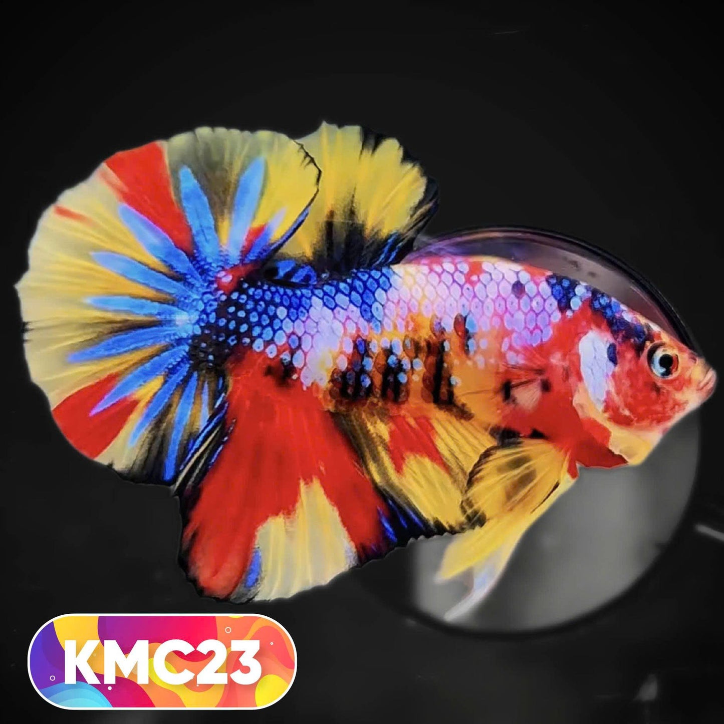 Multicolor Yellow Base Plakat Male Betta Fish | Order Directly From Farm |  You Pick Fish