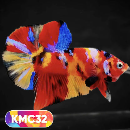 Multicolor Yellow Base Plakat Male Betta Fish | Order Directly From Farm |  You Pick Fish