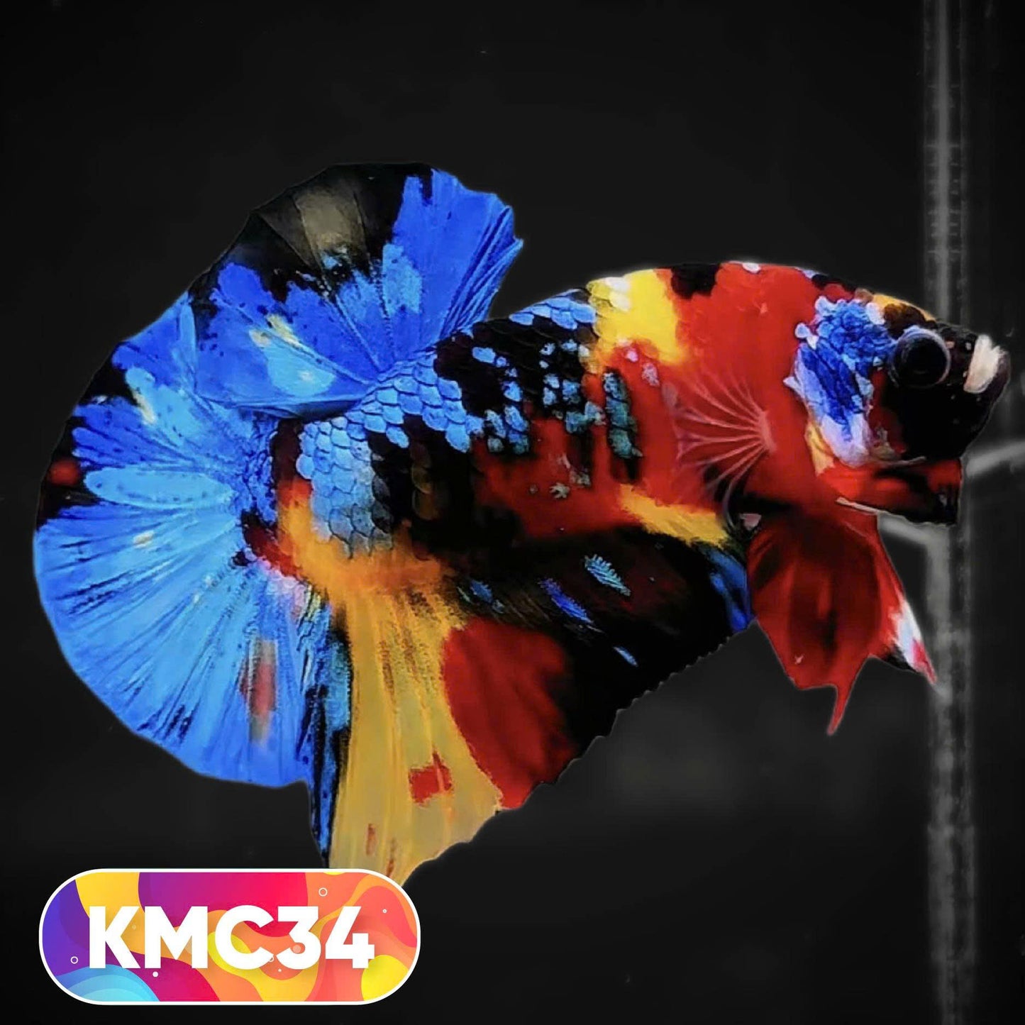 Multicolor Yellow Base Plakat Male Betta Fish | Order Directly From Farm |  You Pick Fish