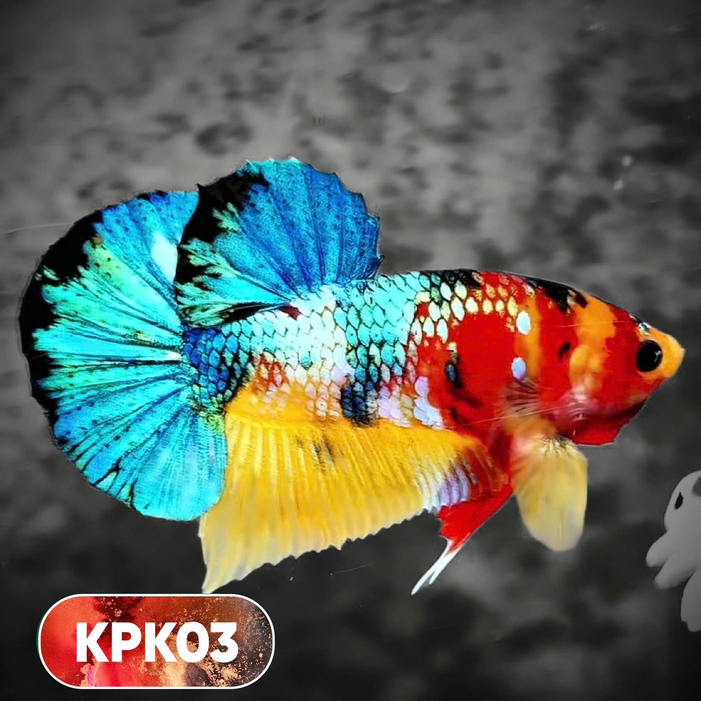 Multicolor Plakat Male Betta Fish |Show Grade|  You Pick Fish