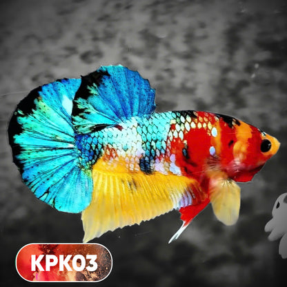 Multicolor Plakat Male Betta Fish |Show Grade|  You Pick Fish