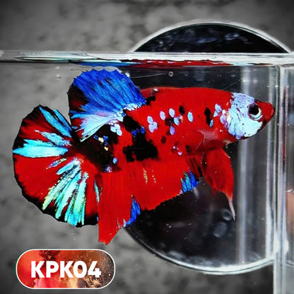 Multicolor Plakat Male Betta Fish |Show Grade|  You Pick Fish