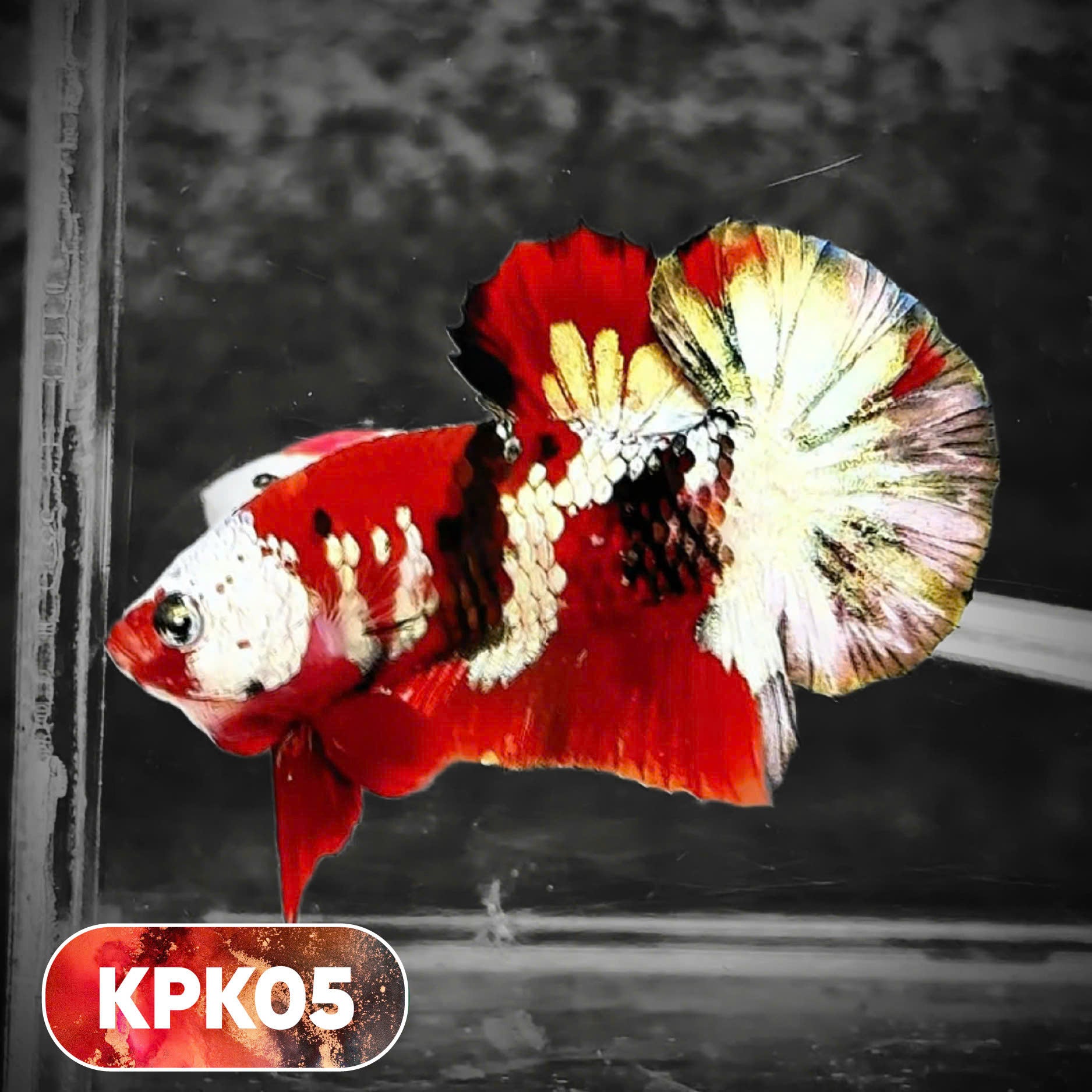 Multicolor Plakat Male Betta Fish |Show Grade|  You Pick Fish
