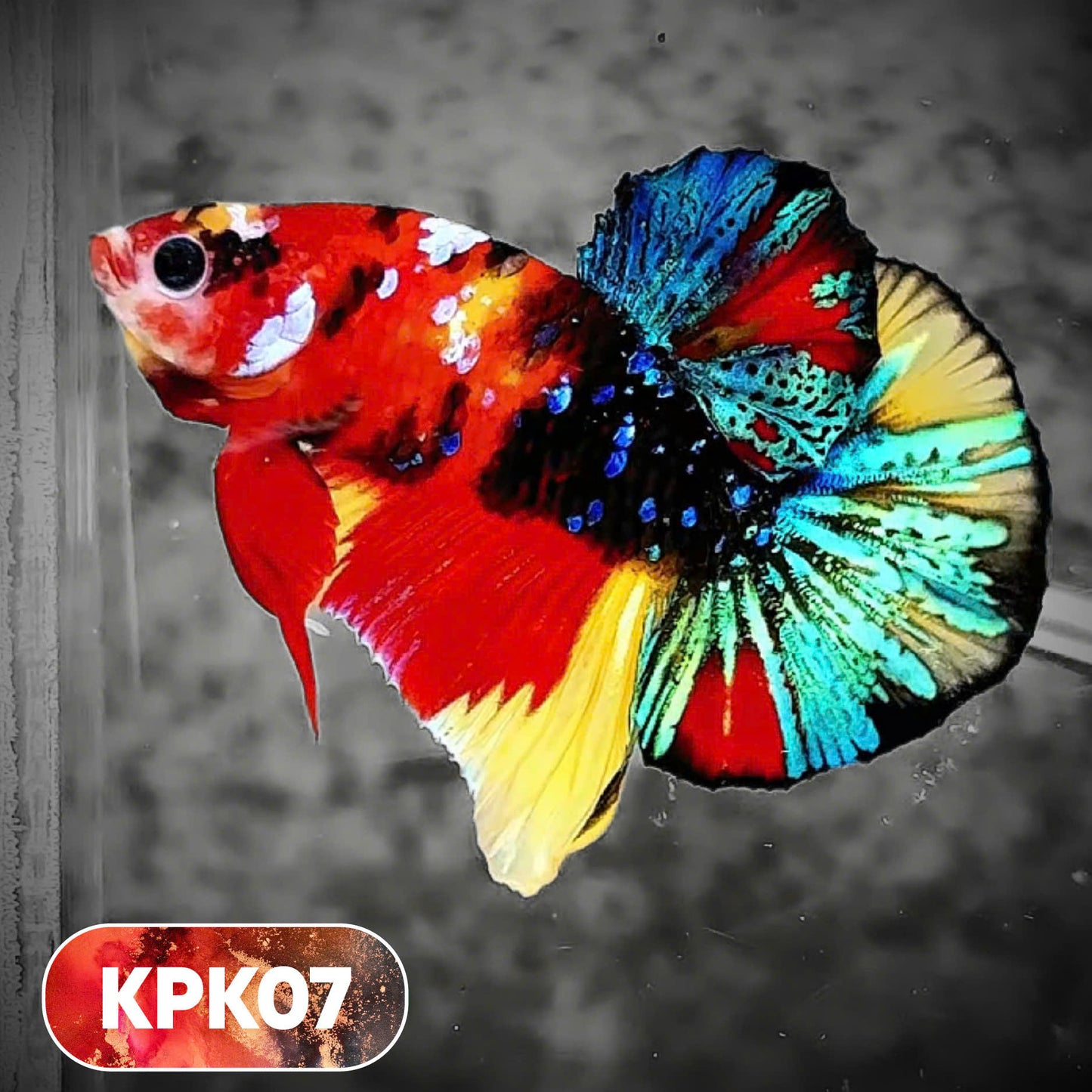 Multicolor Plakat Male Betta Fish |Show Grade|  You Pick Fish
