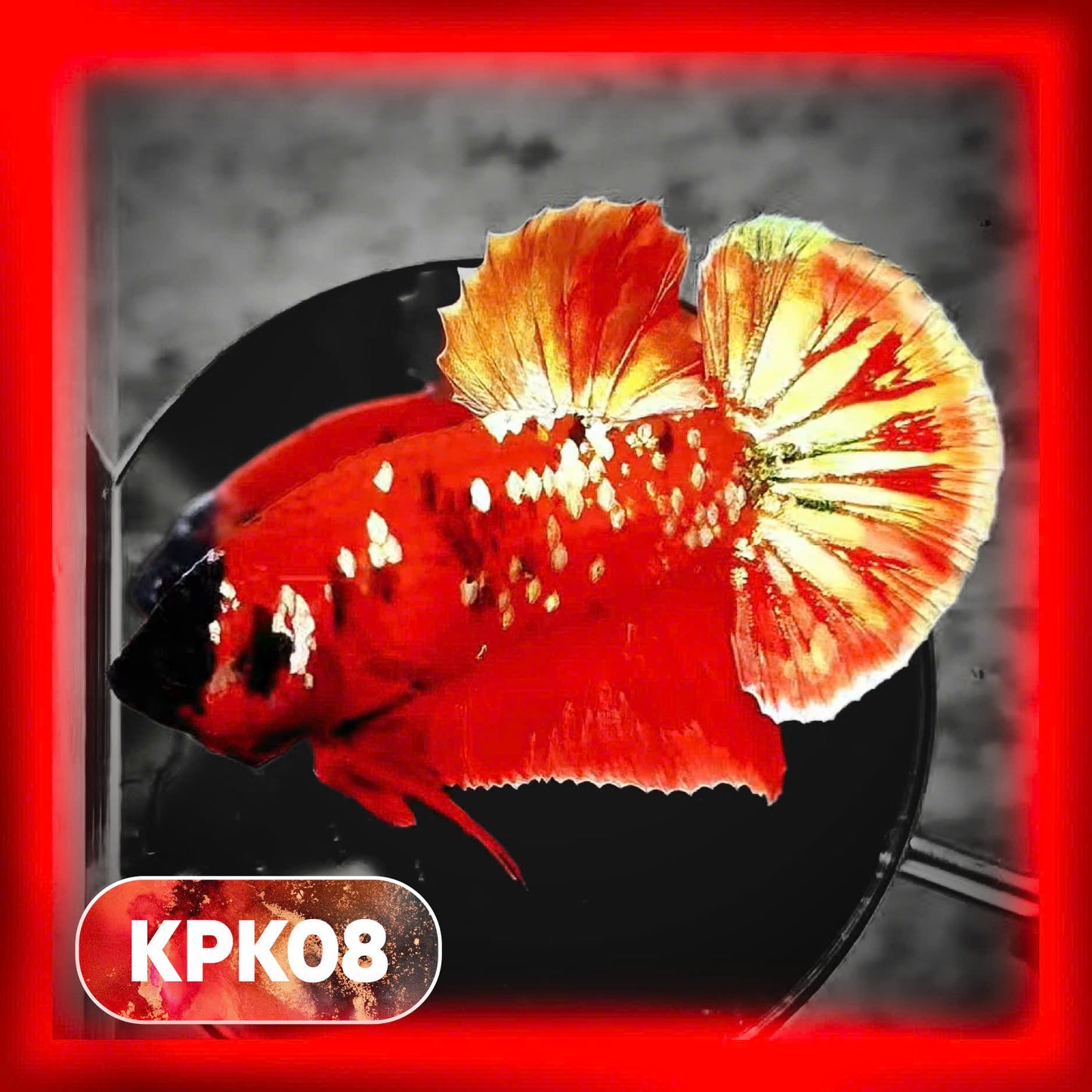 Multicolor Plakat Male Betta Fish |Show Grade|  You Pick Fish