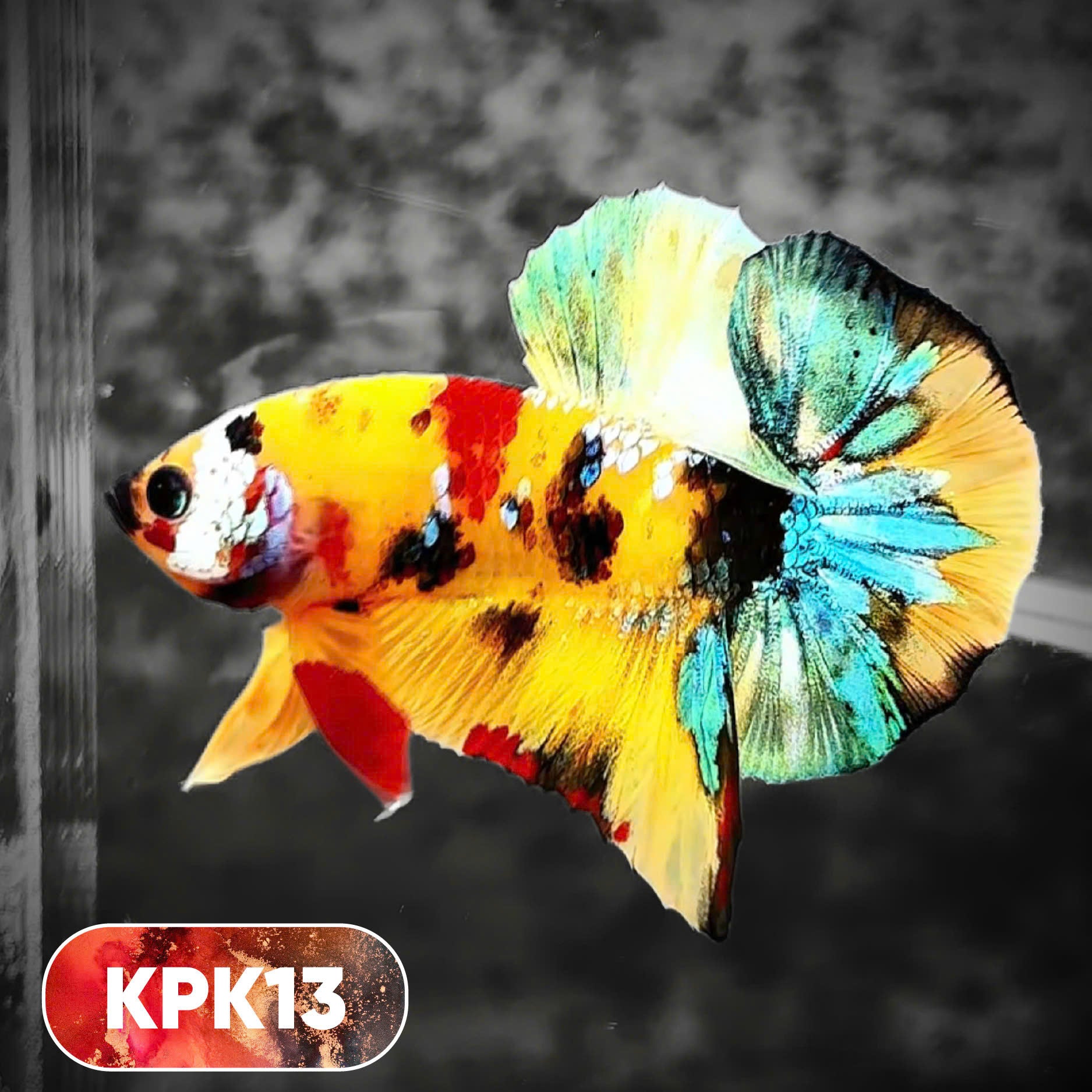 Multicolor Plakat Male Betta Fish |Show Grade|  You Pick Fish