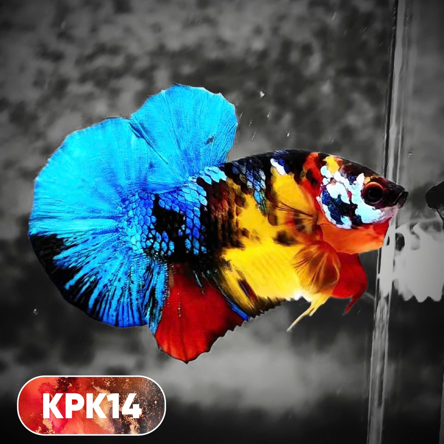Multicolor Plakat Male Betta Fish |Show Grade|  You Pick Fish