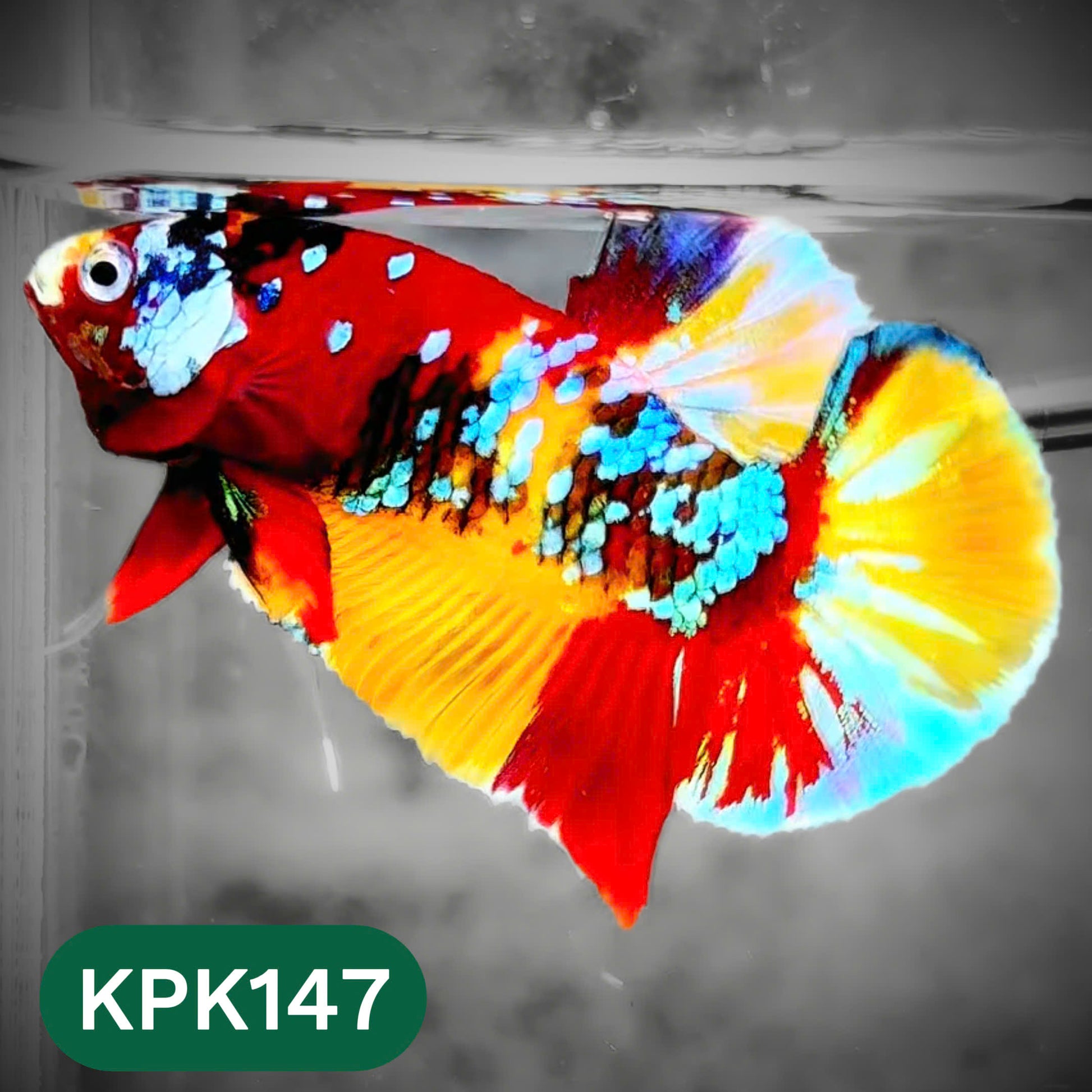 Multicolor Yellow Base Plakat Male Betta Fish | Order Directly From Farm |  You Pick Fish