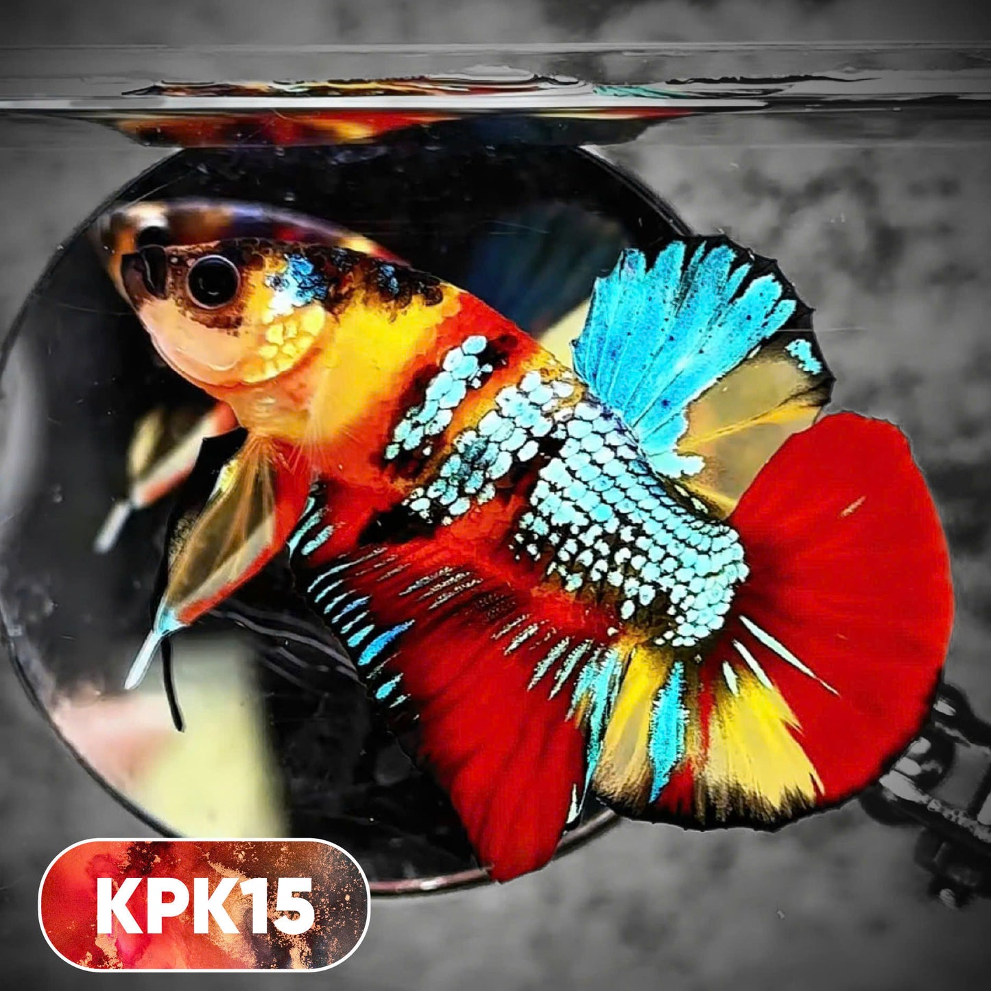 Multicolor Plakat Male Betta Fish |Show Grade|  You Pick Fish