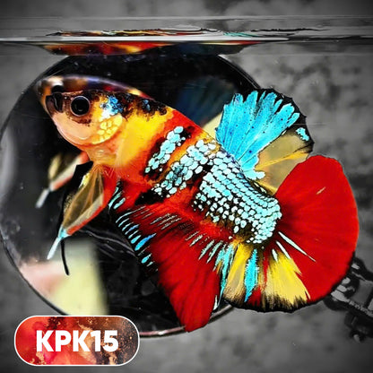 Multicolor Plakat Male Betta Fish |Show Grade|  You Pick Fish