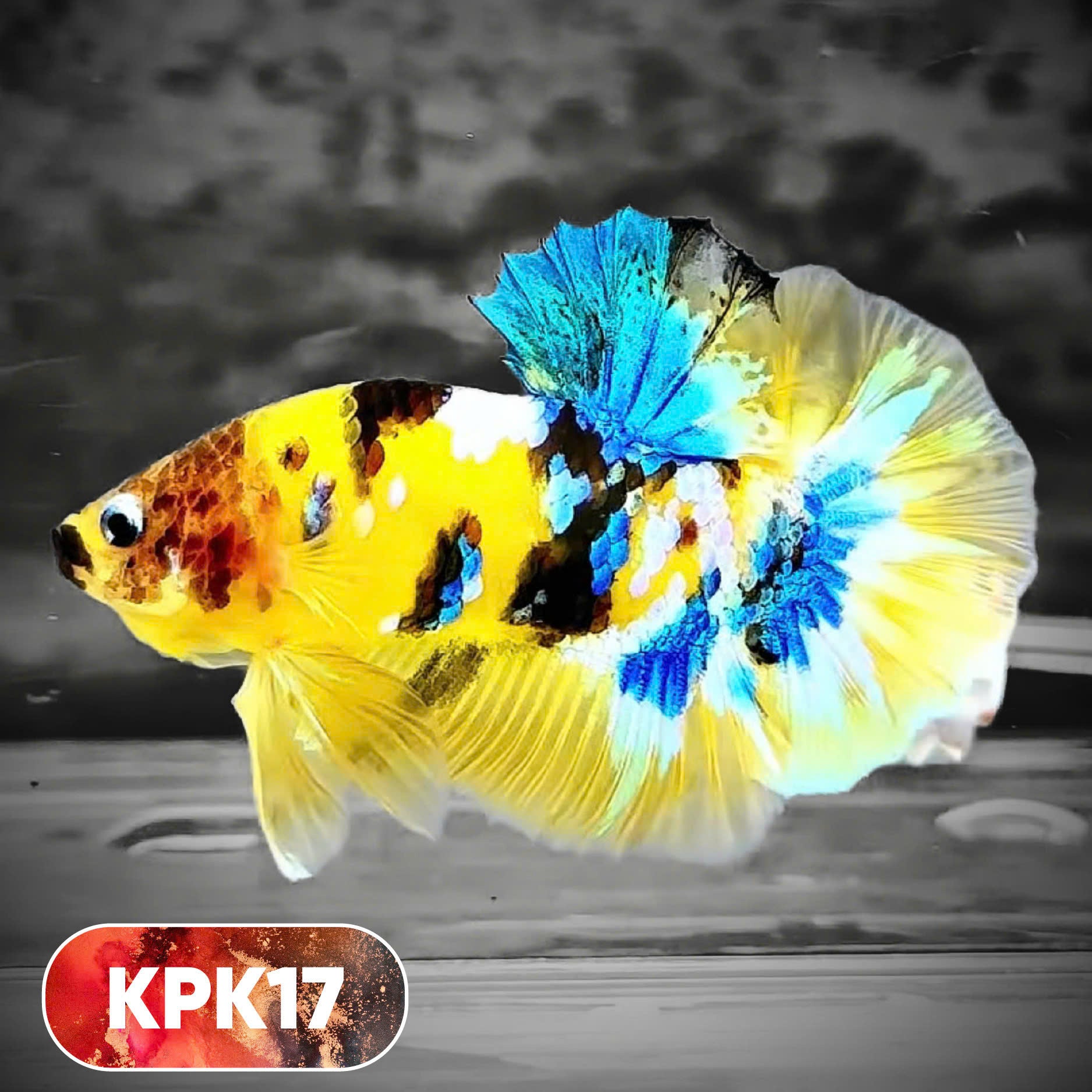 Multicolor Plakat Male Betta Fish |Show Grade|  You Pick Fish