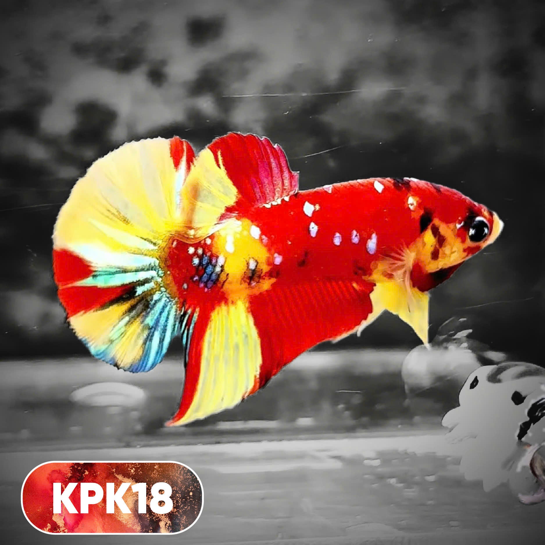 Multicolor Plakat Male Betta Fish |Show Grade|  You Pick Fish