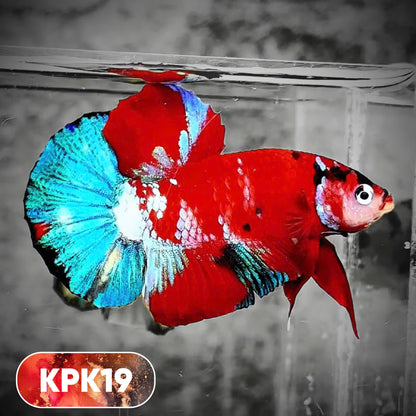 Multicolor Plakat Male Betta Fish |Show Grade|  You Pick Fish
