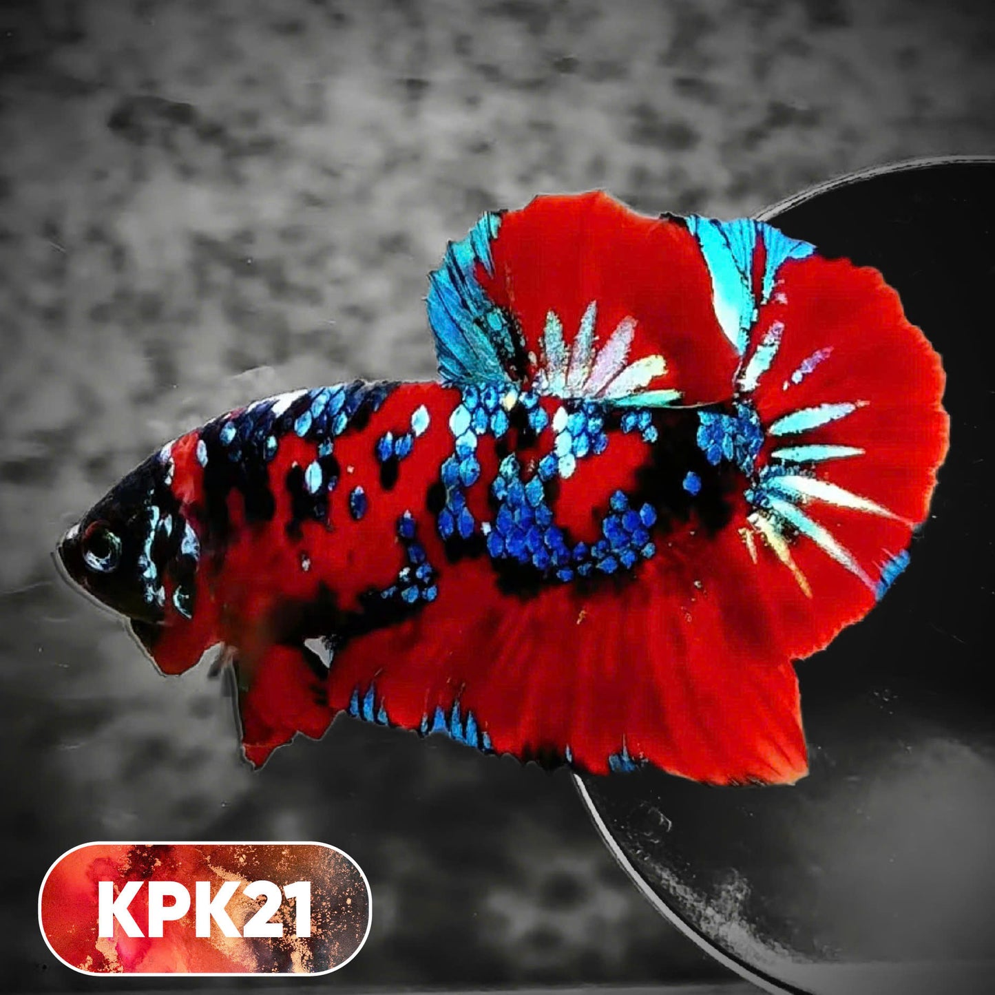 Multicolor Plakat Male Betta Fish |Show Grade|  You Pick Fish