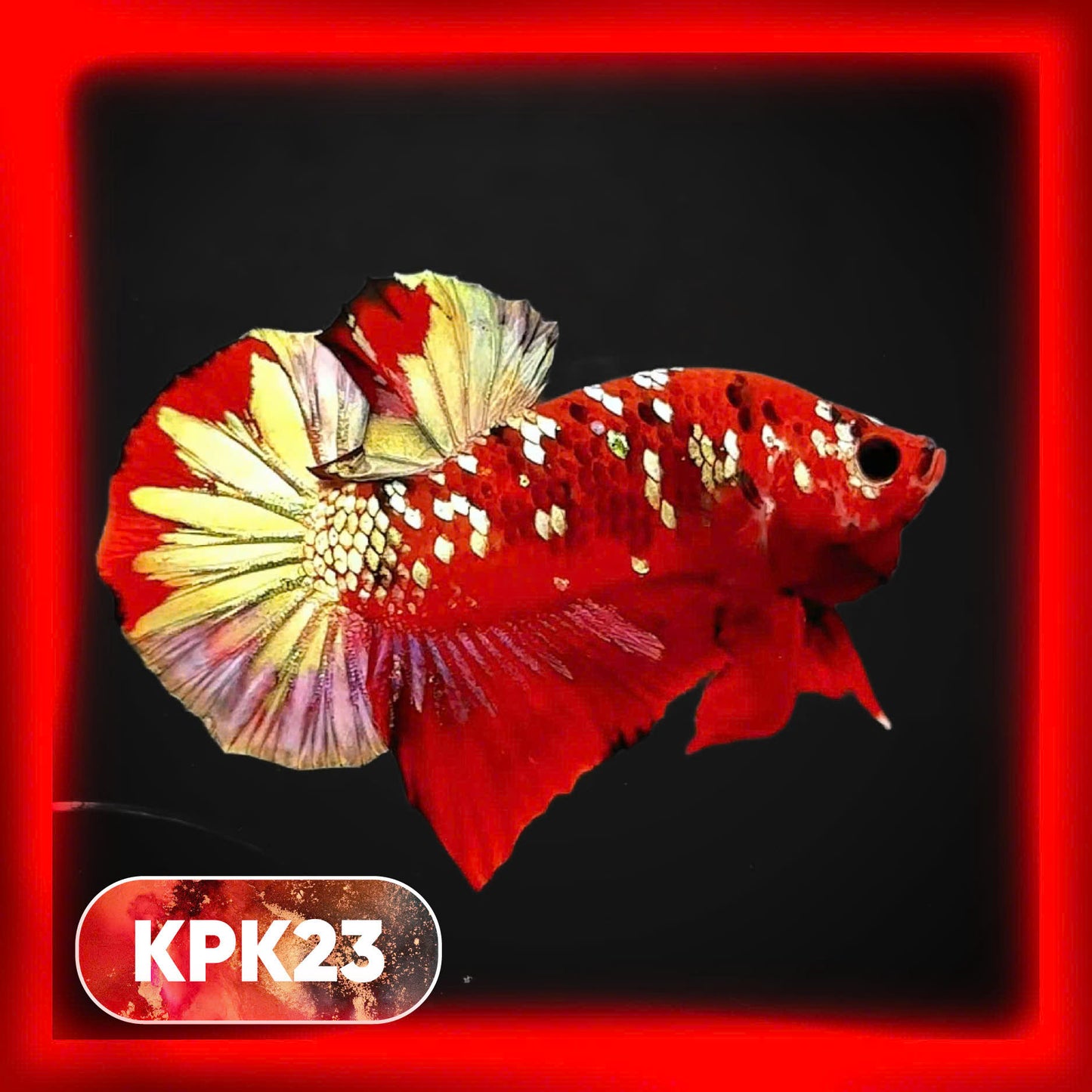 Multicolor Plakat Male Betta Fish |Show Grade|  You Pick Fish