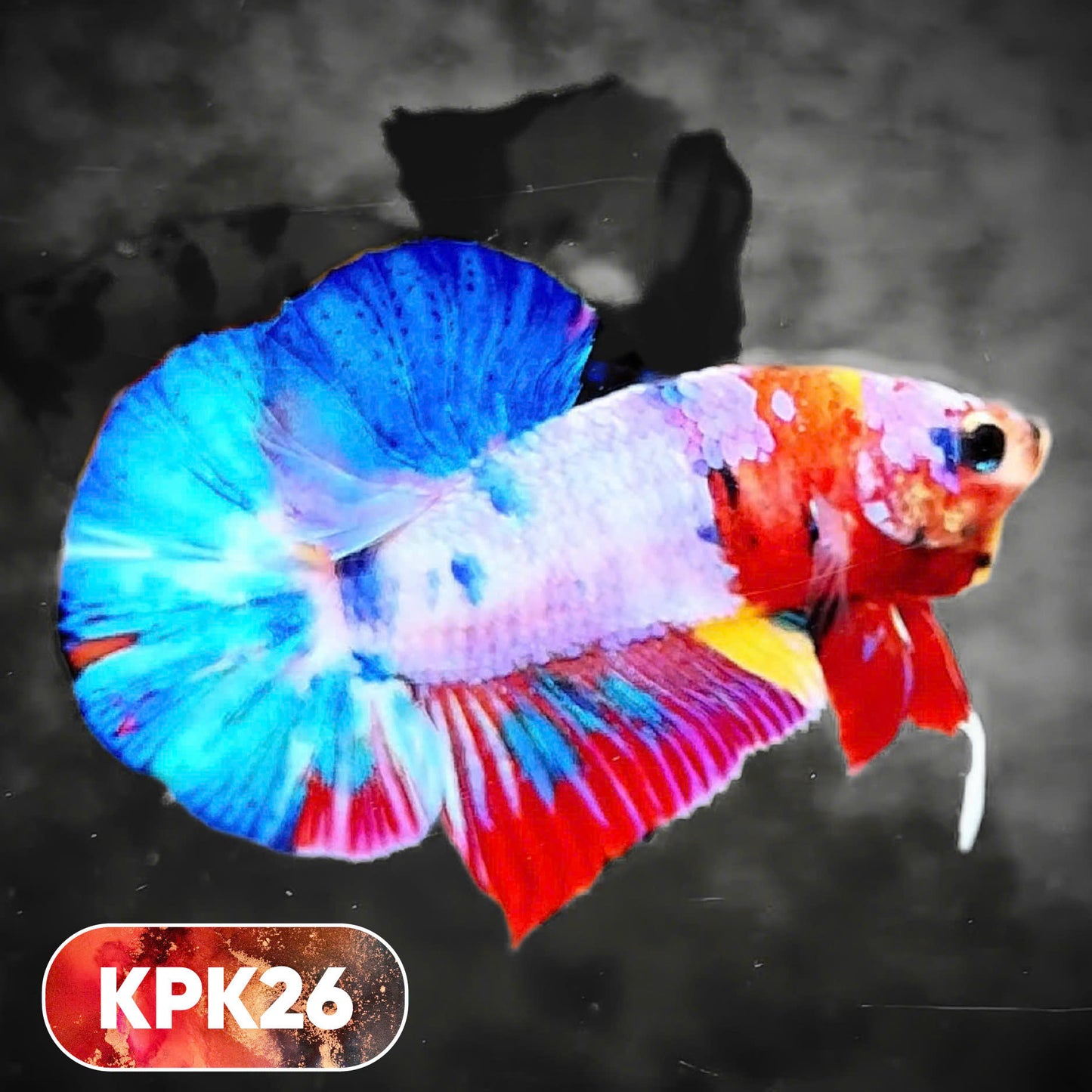 Multicolor Plakat Male Betta Fish |Show Grade|  You Pick Fish