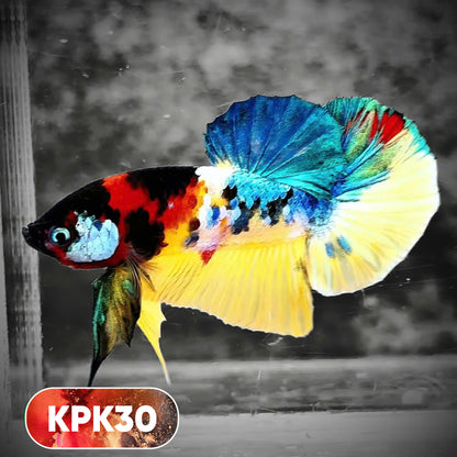 Multicolor Plakat Male Betta Fish |Show Grade|  You Pick Fish