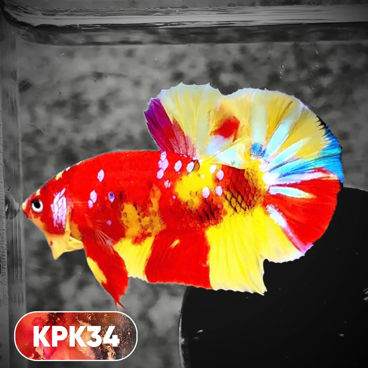 Multicolor Plakat Male Betta Fish |Show Grade|  You Pick Fish