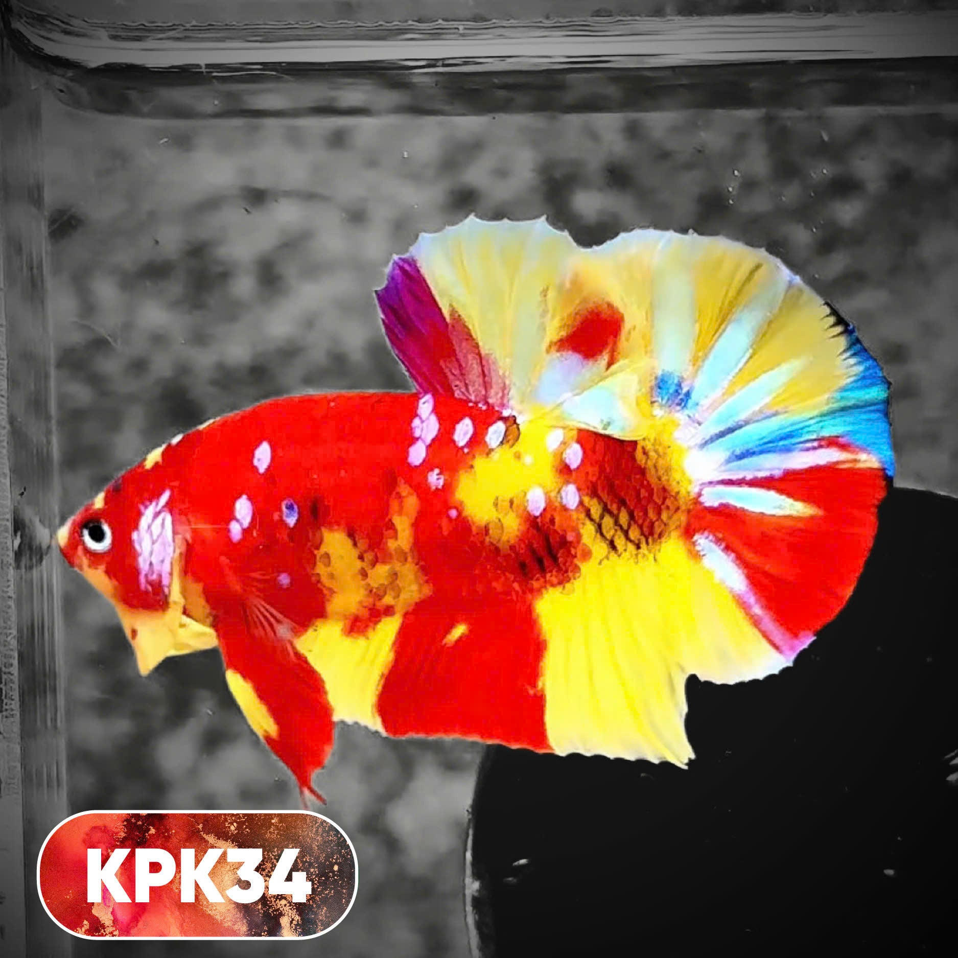 Multicolor Plakat Male Betta Fish |Show Grade|  You Pick Fish