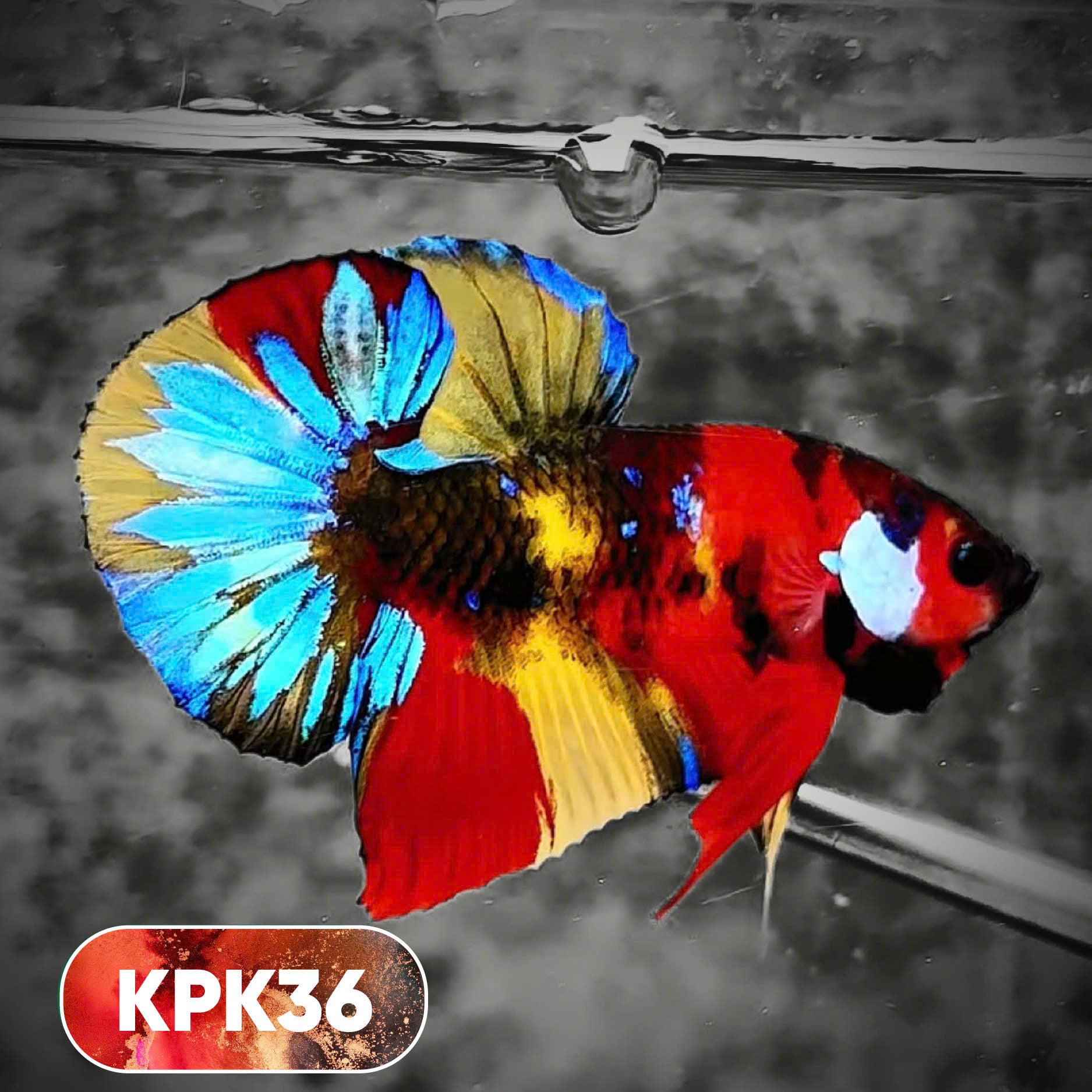 Multicolor Plakat Male Betta Fish |Show Grade|  You Pick Fish
