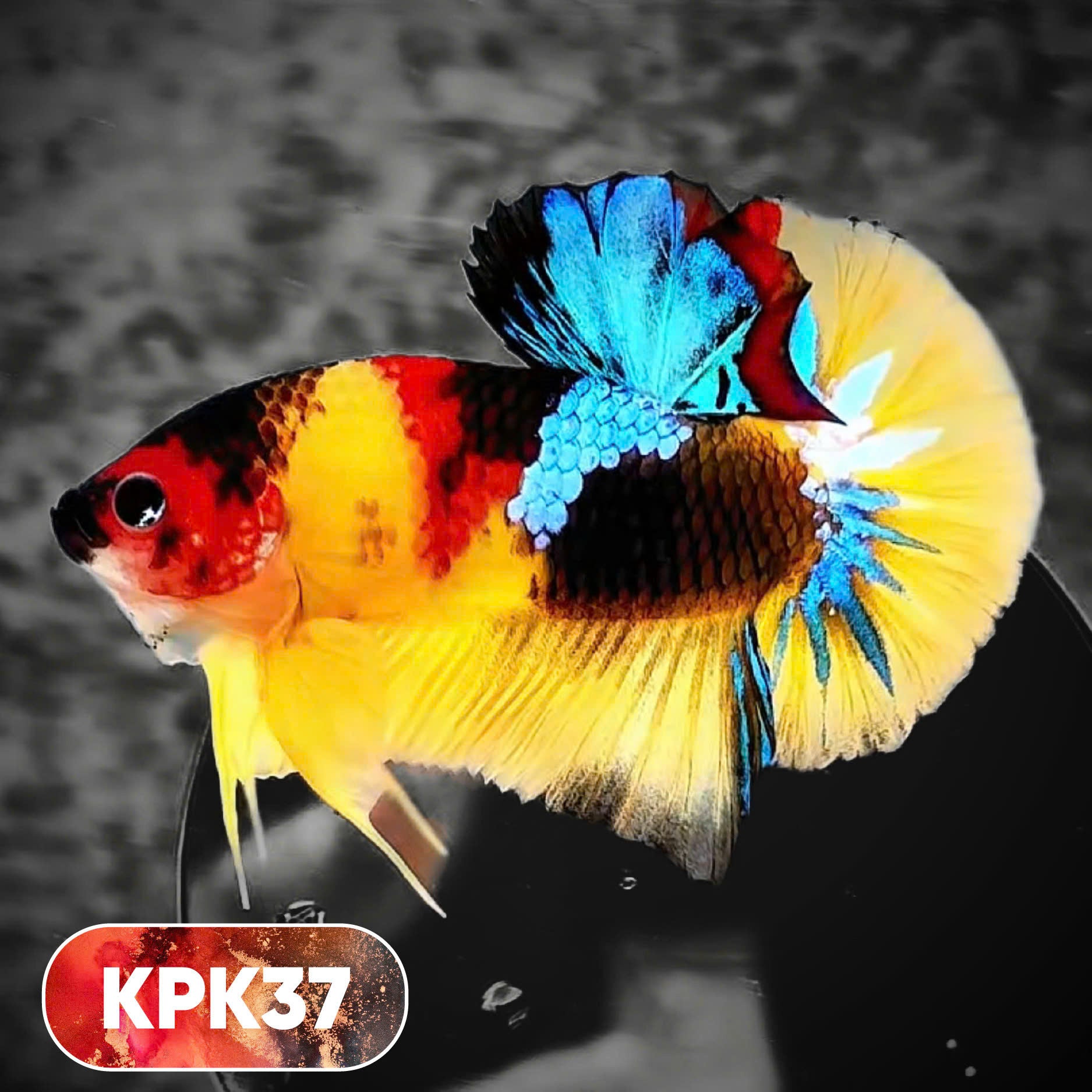 Multicolor Plakat Male Betta Fish |Show Grade|  You Pick Fish