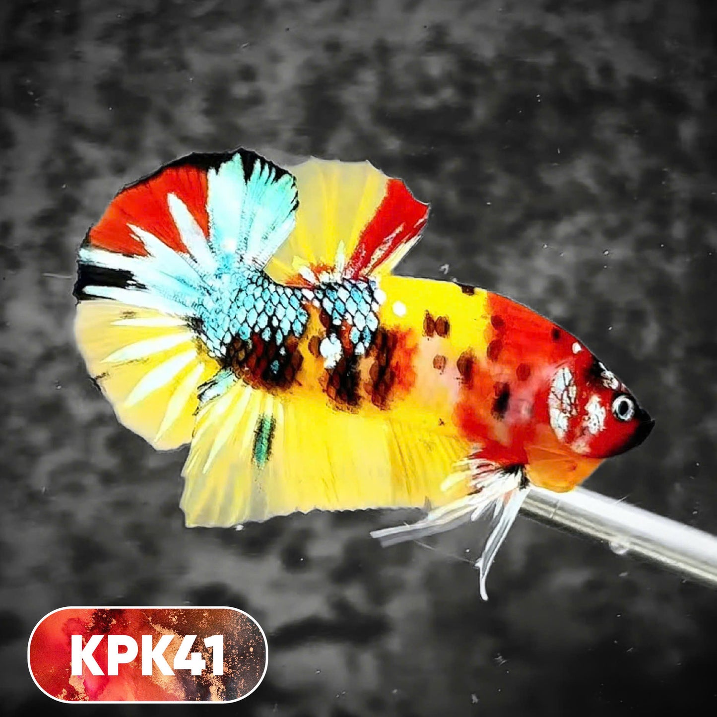 Multicolor Plakat Male Betta Fish |Show Grade|  You Pick Fish
