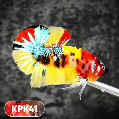 Multicolor Plakat Male Betta Fish |Show Grade|  You Pick Fish
