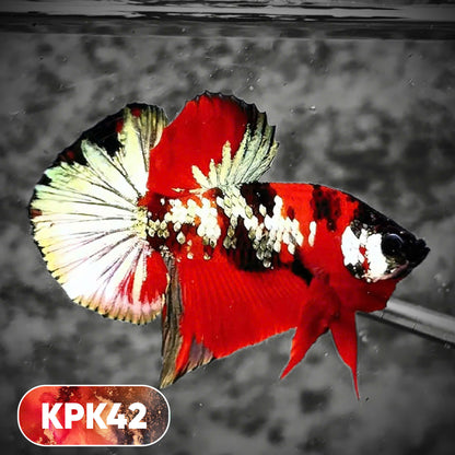 Multicolor Plakat Male Betta Fish |Show Grade|  You Pick Fish